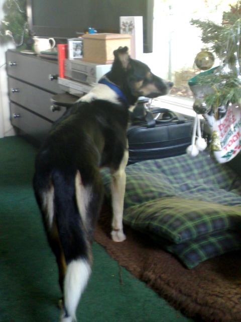 Astra watching the world go by